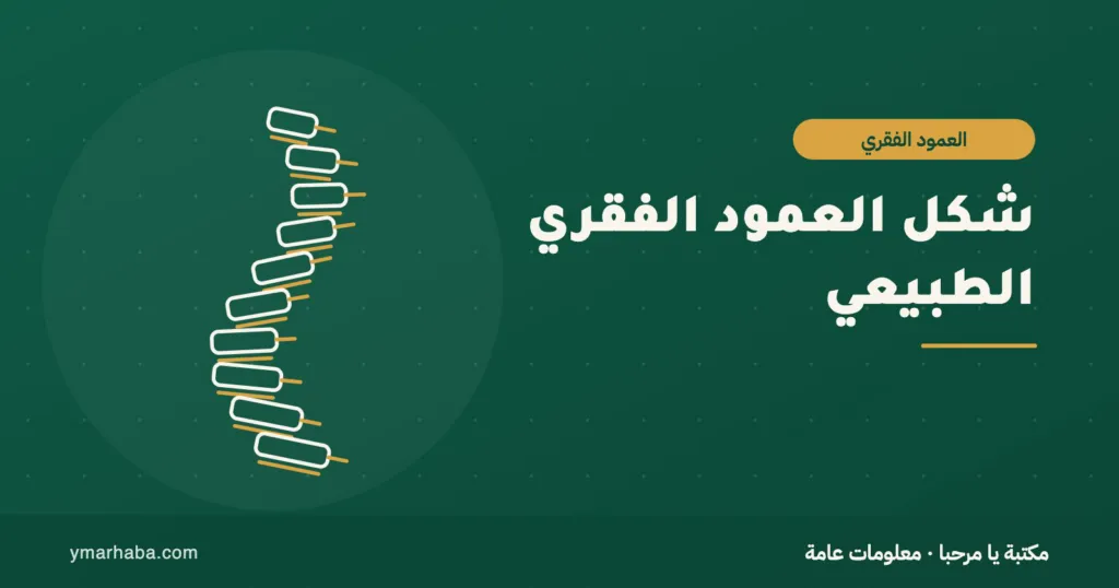 غلاف تعريفي لمقال: شكل العمود الفقري الطبيعي: الانحناءات والفقرات وكيف تقرأ تقرير الرنين
